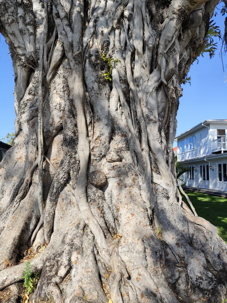 Tag 4 - Paihia und die kleine Insel Russel russel uralter baum